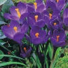 Willemse France Bulbes De Fleurs | - 15 crocus flower record - le sachet de 15 bulbes / circonférence 7-8cm, vendu par lot de 6