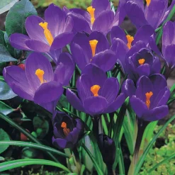 Willemse France Bulbes De Fleurs | - 15 crocus flower record - le sachet de 15 bulbes / circonférence 7-8cm, vendu par lot de 6