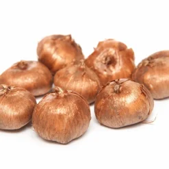 Willemse France Bulbes De Fleurs | - 15 crocus orange - le sachet de 15 bulbes / circonférence 5-7cm, vendu par lot de 6