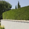 Willemse France Arbres Et Arbustes | - Cyprès de leyland - le pot / ø 9cm / hauteur livrée environ 30cm, vendu par lot de 4