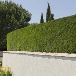 Willemse France Arbres Et Arbustes | - Cyprès de leyland - le pot / ø 9cm / hauteur livrée environ 30cm, vendu par lot de 4