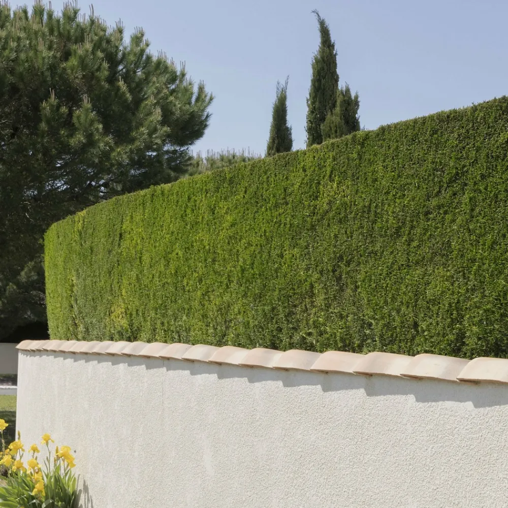 Willemse France Arbres Et Arbustes | - Cyprès de leyland - le pot / ø 9cm / hauteur livrée environ 30cm, vendu par lot de 4
