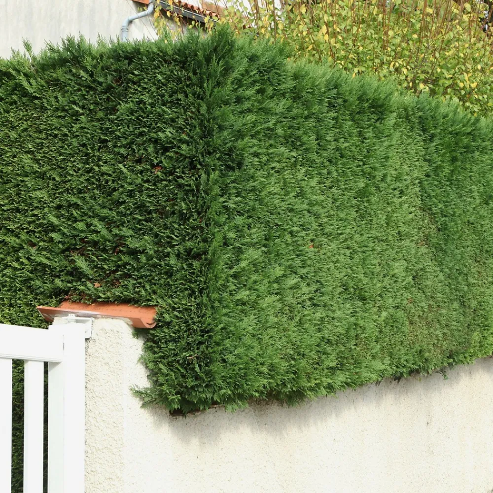 Willemse France Arbres Et Arbustes | - Cyprès de leyland - le pot / ø 9cm / hauteur livrée environ 30cm, vendu par lot de 4