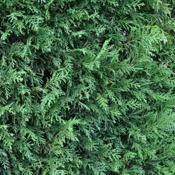 Willemse France Arbres Et Arbustes | - Cyprès de leyland - le pot / ø 9cm / hauteur livrée environ 30cm, vendu par lot de 4