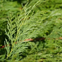 Willemse France Arbres Et Arbustes | - Cyprès de leyland - le pot / ø 9cm / hauteur livrée environ 30cm, vendu par lot de 4