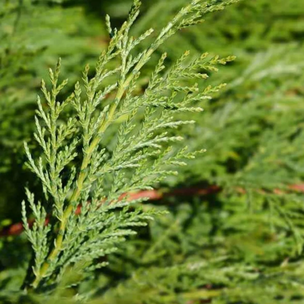 Willemse France Arbres Et Arbustes | - Cyprès de leyland - le pot / ø 9cm / hauteur livrée environ 30cm, vendu par lot de 4