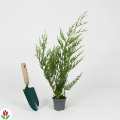 Willemse France Arbres Et Arbustes | - Cyprès de leyland - le pot / ø 9cm / hauteur livrée environ 30cm, vendu par lot de 4