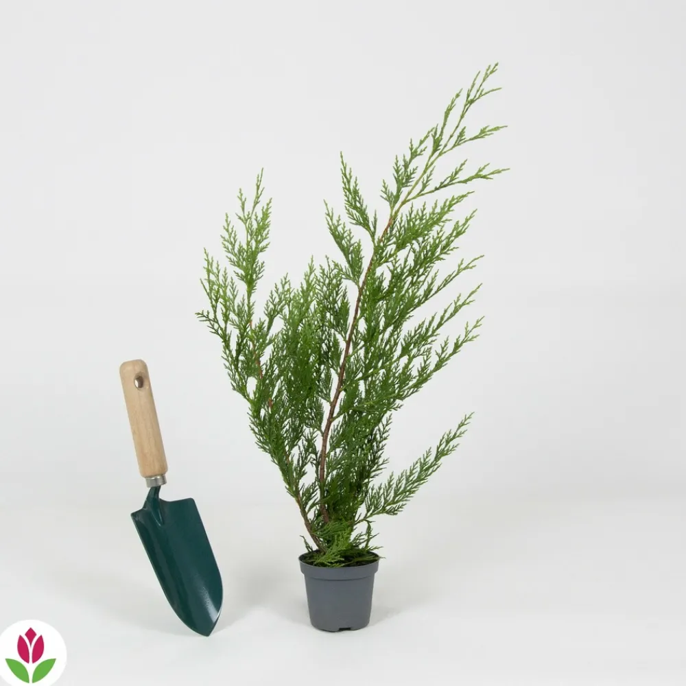 Willemse France Arbres Et Arbustes | - Cyprès de leyland - le pot / ø 9cm / hauteur livrée environ 30cm, vendu par lot de 4