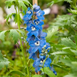 Willemse France - Delphinium géant summer skies - le pot / ø 9cm, vendu par lot de 2 Outlet