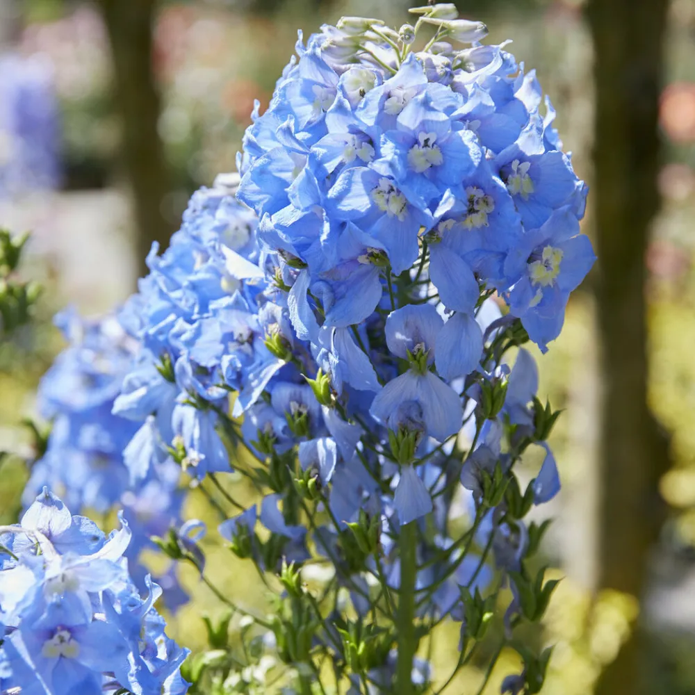 Willemse France - Delphinium géant summer skies - le pot / ø 9cm, vendu par lot de 2 Outlet