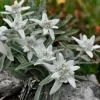 Willemse France Plantes Vivaces | - Edelweiss des alpes - le pot / ø 9cm, vendu par lot de 2