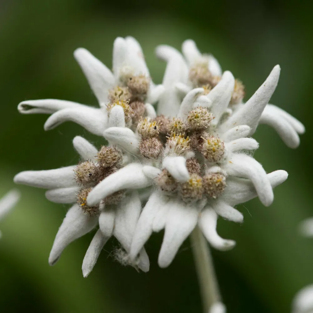 Willemse France Plantes Vivaces | - Edelweiss des alpes - le pot / ø 9cm, vendu par lot de 2