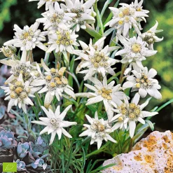 Willemse France Plantes Vivaces | - Edelweiss des alpes - le pot / ø 9cm, vendu par lot de 2