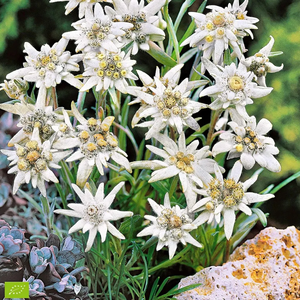 Willemse France Plantes Vivaces | - Edelweiss des alpes - le pot / ø 9cm, vendu par lot de 2