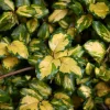Willemse France - Eleagnus pungens maculata - le pot / 1.5l / hauteur livrée 30-40cm, vendu par lot de 2 Hot
