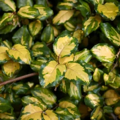 Willemse France - Eleagnus pungens maculata - le pot / 1.5l / hauteur livrée 30-40cm, vendu par lot de 2 Hot