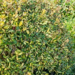 Willemse France - Eleagnus pungens maculata - le pot / 1.5l / hauteur livrée 30-40cm, vendu par lot de 2 Hot