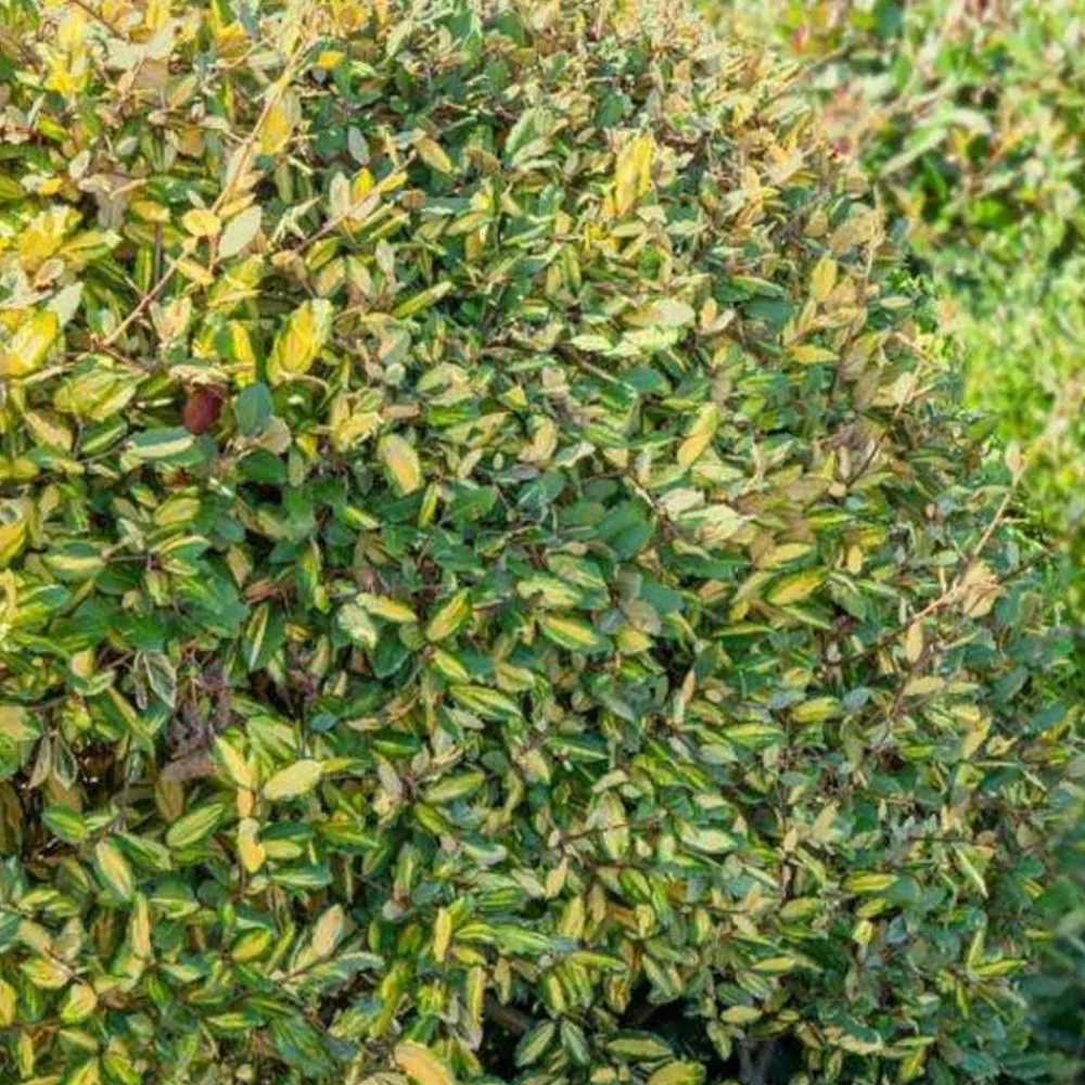 Willemse France - Eleagnus pungens maculata - le pot / 1.5l / hauteur livrée 30-40cm, vendu par lot de 2 Hot
