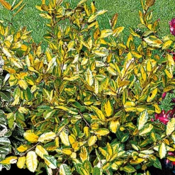 Willemse France - Eleagnus pungens maculata - le pot / 1.5l / hauteur livrée 30-40cm, vendu par lot de 2 Hot