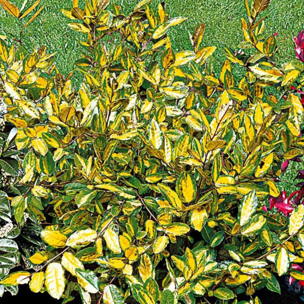 Willemse France - Eleagnus pungens maculata - le pot / 1.5l / hauteur livrée 30-40cm, vendu par lot de 2 Hot