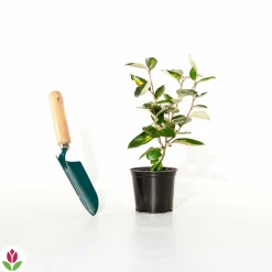 Willemse France - Eleagnus pungens maculata - le pot / 1.5l / hauteur livrée 30-40cm, vendu par lot de 2 Hot
