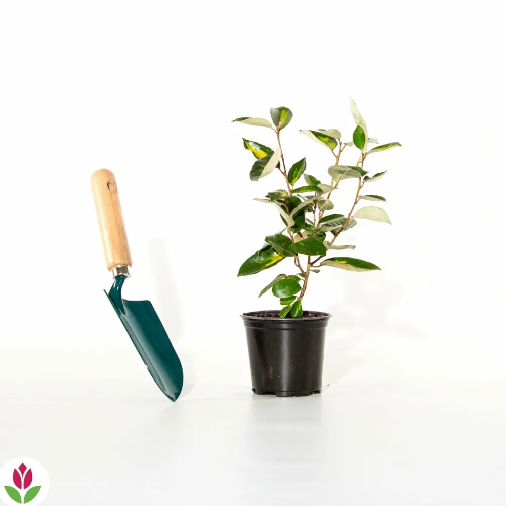 Willemse France - Eleagnus pungens maculata - le pot / 1.5l / hauteur livrée 30-40cm, vendu par lot de 2 Hot