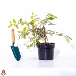 Willemse France - Eleagnus pungens maculata - le pot / 1.5l / hauteur livrée 30-40cm, vendu par lot de 2 Hot