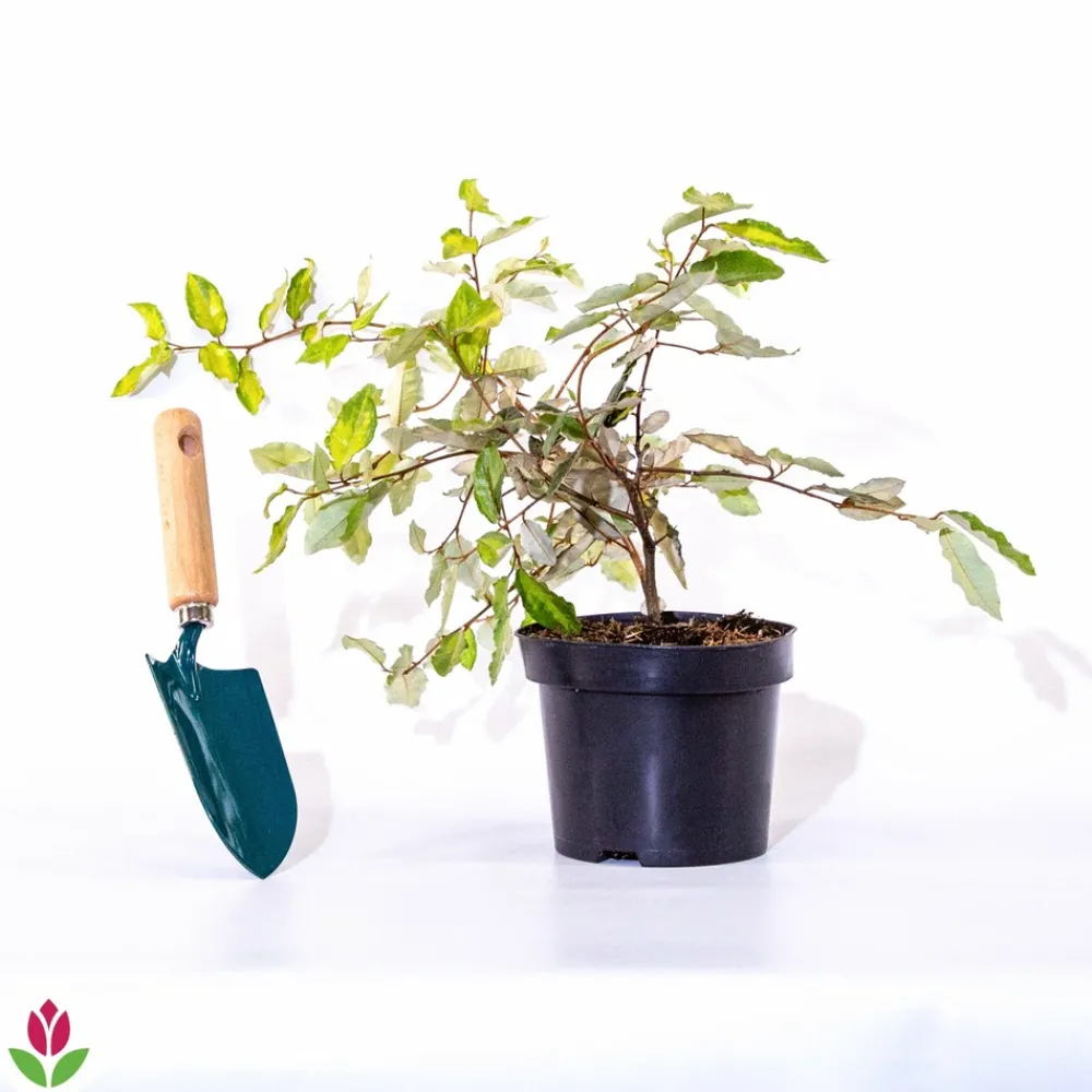 Willemse France - Eleagnus pungens maculata - le pot / 1.5l / hauteur livrée 30-40cm, vendu par lot de 2 Hot