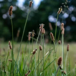 Willemse France Plantes De Bassin | - Eleocharis des marais - le pot / ø 9cm