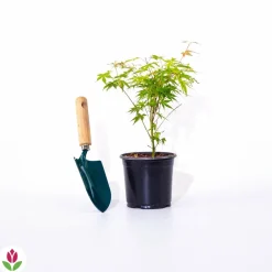 Willemse France - Erable du japon katsura - le pot / ø 11cm / hauteur livrée 20-25cm, vendu par lot de 2 Clearance