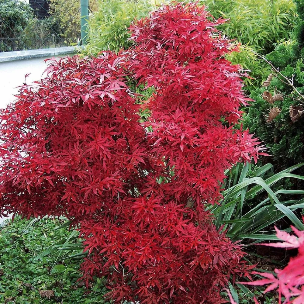 Willemse France Arbres Et Arbustes | - Erable du japon shaina - le pot / ø 9cm, vendu par lot de 2