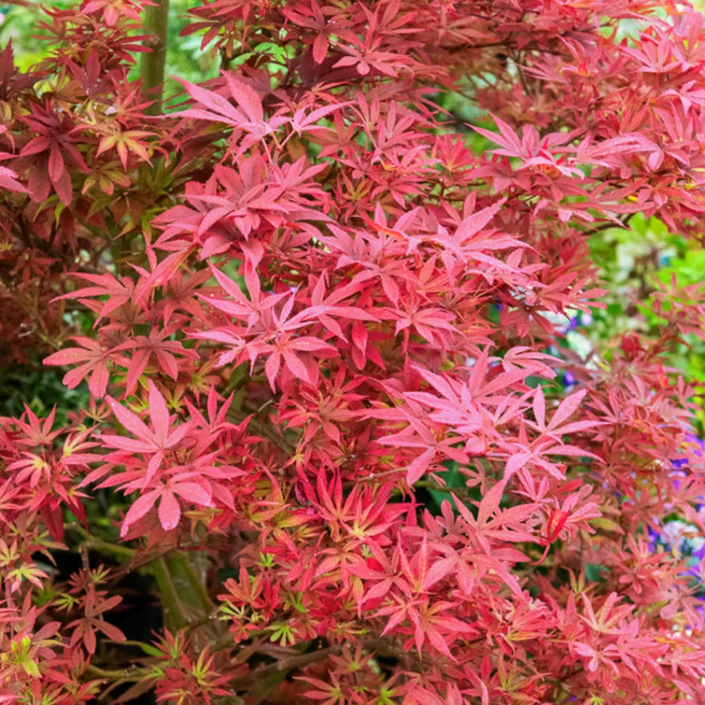 Willemse France Arbres Et Arbustes | - Erable du japon shaina - le pot / ø 9cm, vendu par lot de 2