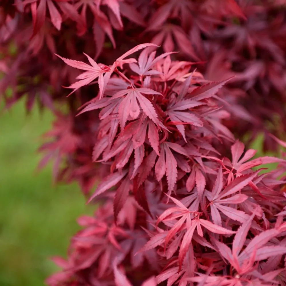 Willemse France Arbres Et Arbustes | - Erable du japon shaina - le pot / ø 9cm, vendu par lot de 2