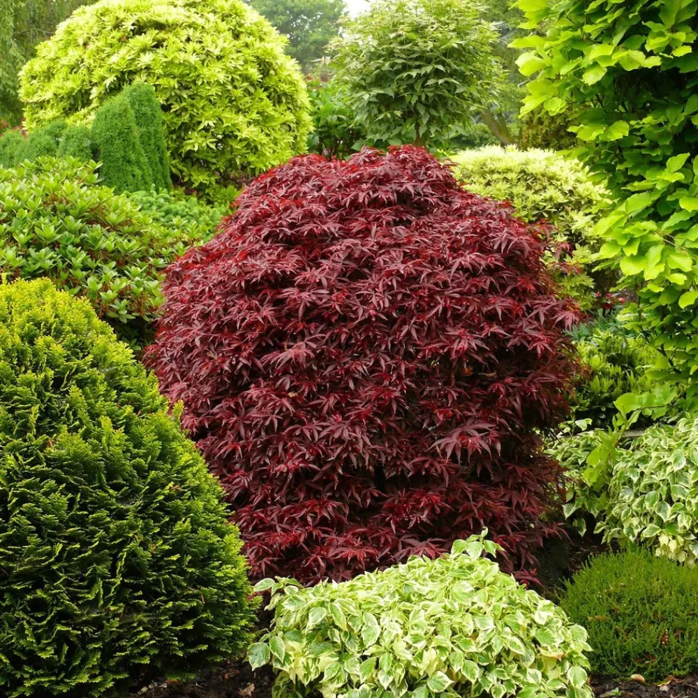 Willemse France Arbres Et Arbustes | - Erable du japon shaina - le pot / ø 9cm, vendu par lot de 2
