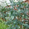 Willemse France - Eucalyptus gunnii - le pot / 1.5l / hauteur livrée 80-90cm, vendu par lot de 2 Clearance