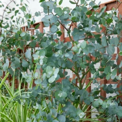 Willemse France - Eucalyptus gunnii - le pot / 1.5l / hauteur livrée 80-90cm, vendu par lot de 2 Clearance