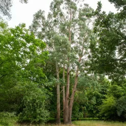 Willemse France - Eucalyptus gunnii - le pot / 1.5l / hauteur livrée 80-90cm, vendu par lot de 2 Clearance