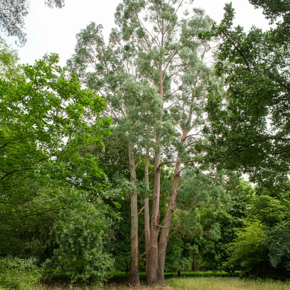 Willemse France - Eucalyptus gunnii - le pot / 1.5l / hauteur livrée 80-90cm, vendu par lot de 2 Clearance