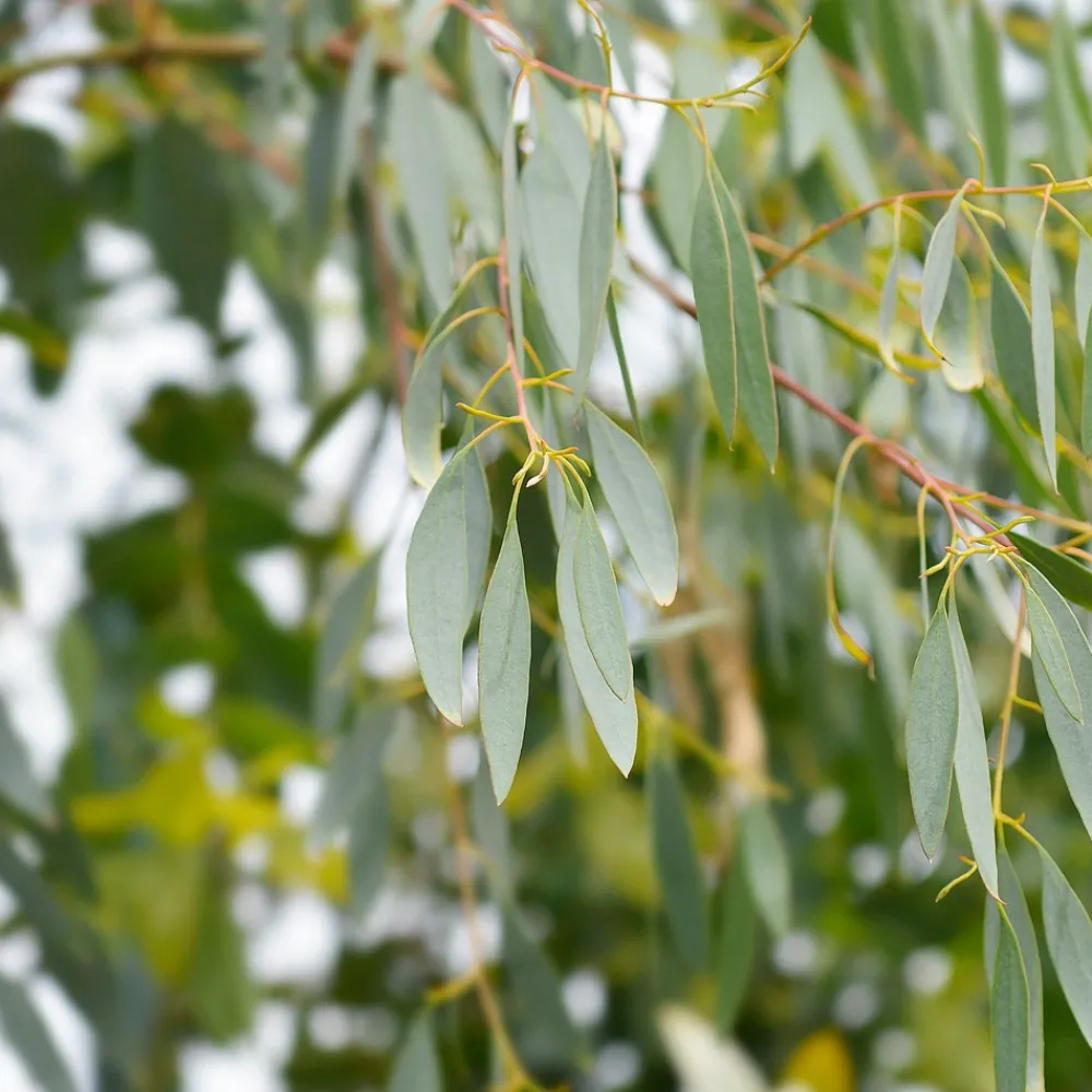 Willemse France - Eucalyptus gunnii - le pot / 1.5l / hauteur livrée 80-90cm, vendu par lot de 2 Clearance