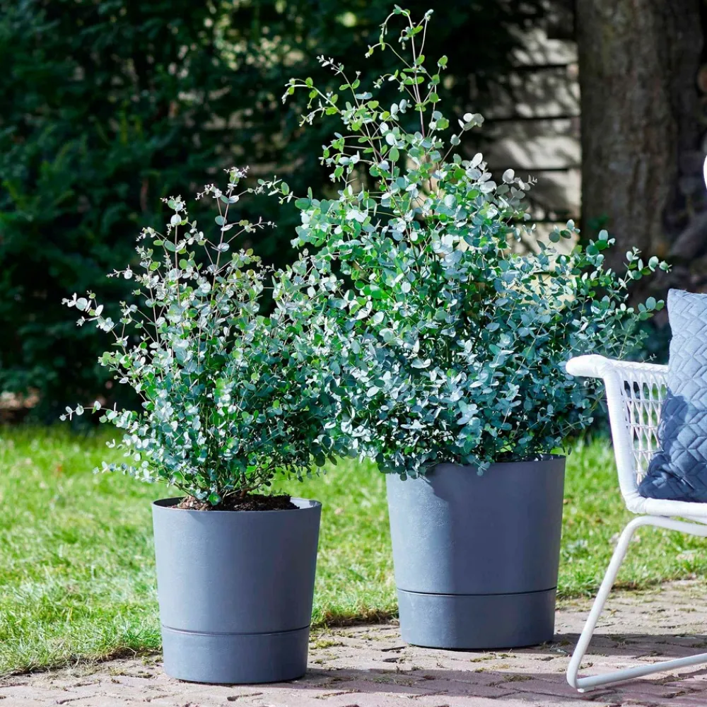 Willemse France - Eucalyptus gunnii - le pot / 1.5l / hauteur livrée 80-90cm, vendu par lot de 2 Clearance
