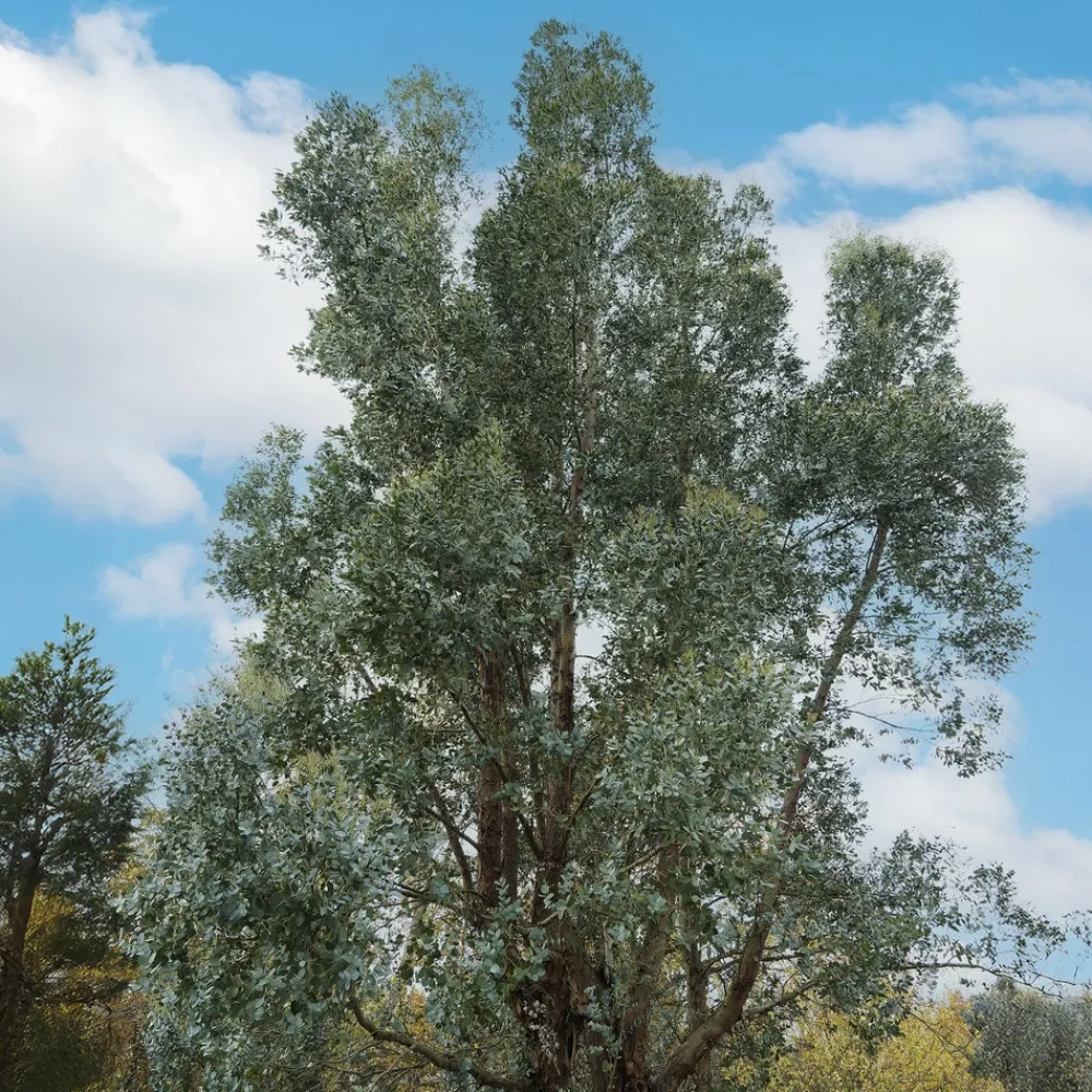 Willemse France - Eucalyptus gunnii - le pot / 1.5l / hauteur livrée 80-90cm, vendu par lot de 2 Clearance