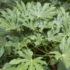 Willemse France - Fatsia du japon - le pot / ø 9cm, vendu par lot de 2 Sale