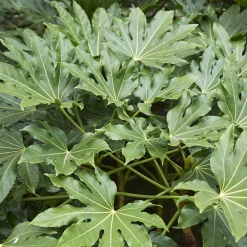 Willemse France - Fatsia du japon - le pot / ø 9cm, vendu par lot de 2 Sale