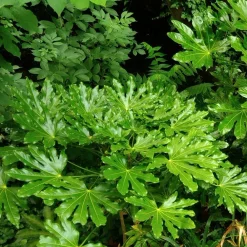 Willemse France - Fatsia du japon - le pot / ø 9cm, vendu par lot de 2 Sale