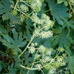 Willemse France - Fatsia du japon - le pot / ø 9cm, vendu par lot de 2 Sale