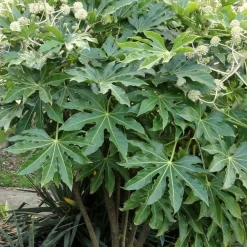 Willemse France - Fatsia du japon - le pot / ø 9cm, vendu par lot de 2 Sale