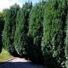 Willemse France Conifères | - Faux cyprès de lawson - le pot / ø 9cm / hauteur livrée 20-25cm