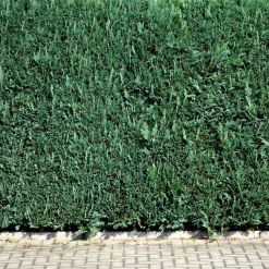 Willemse France Conifères | - Faux cyprès de lawson - le pot / ø 9cm / hauteur livrée 20-25cm