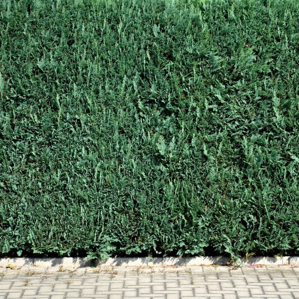 Willemse France Conifères | - Faux cyprès de lawson - le pot / ø 9cm / hauteur livrée 20-25cm