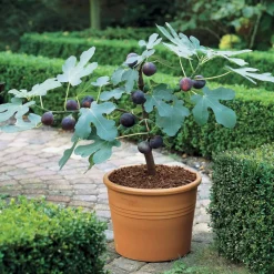 Willemse France Fruitiers Et Agrumes | - Figuier brown turkey - le pot / ø 9cm / hauteur livrée 20-25cm